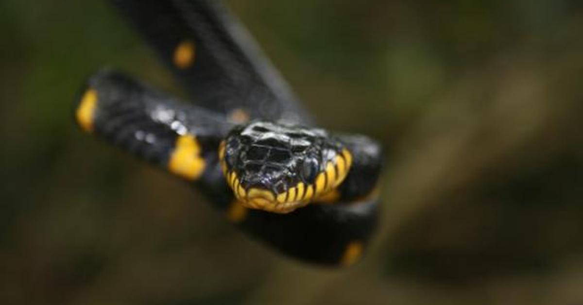 Natural elegance of the Mangrove Snake, scientifically termed Boiga dendrophila.