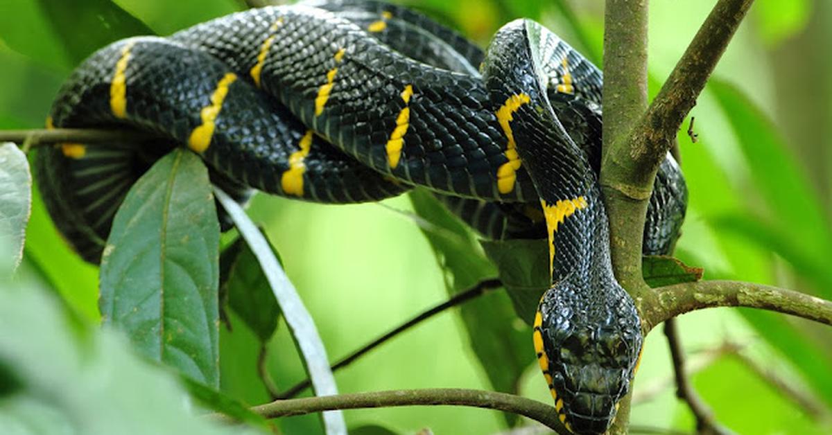 Natural elegance of the Mangrove Snake, scientifically termed Boiga dendrophila.