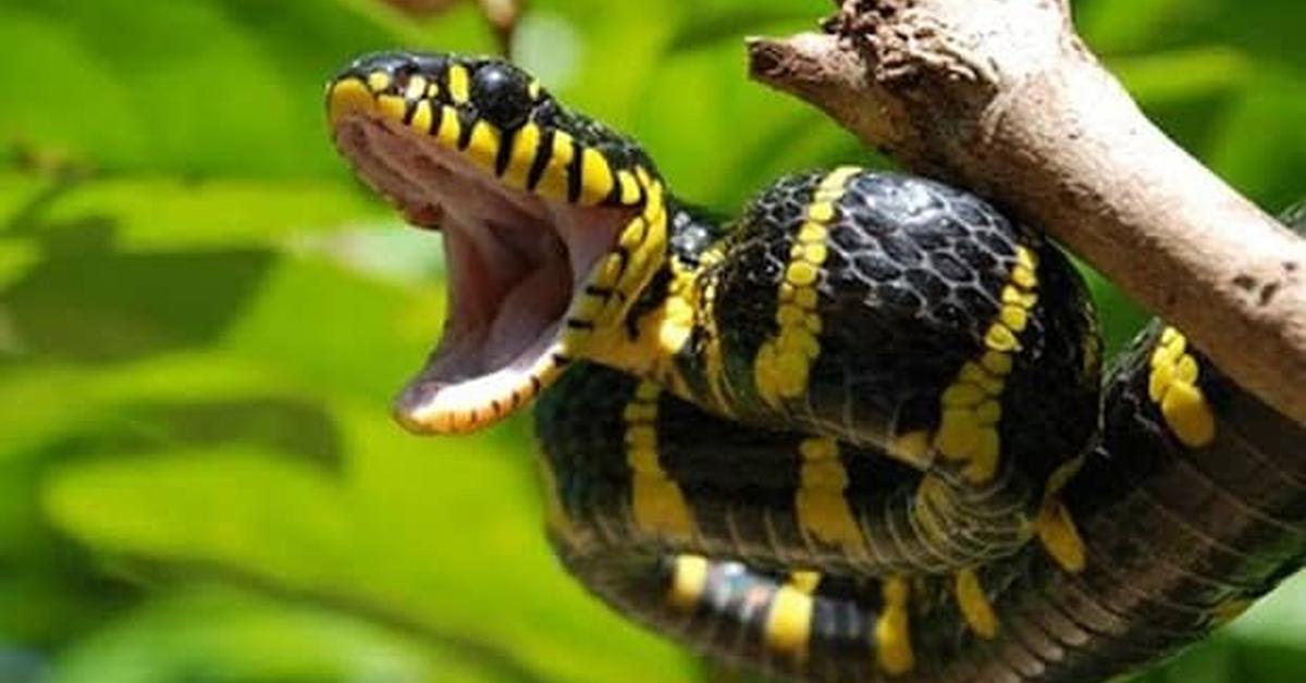 Captivating view of the Mangrove Snake, known in Bahasa Indonesia as Ular Bakau.