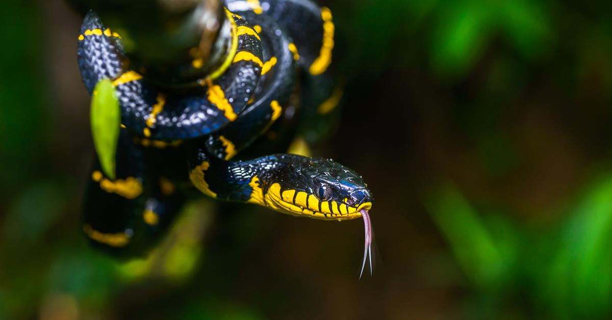 Insightful look at the Mangrove Snake, known to Indonesians as Ular Bakau.