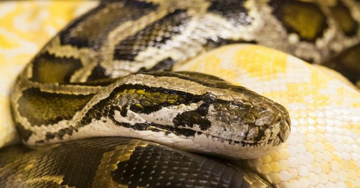 Close encounter with the Mulga Snake, scientifically called Pseudechis australis.