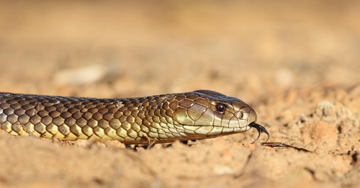 Dynamic image of the Mulga Snake, popularly known in Indonesia as Ular Mulga.