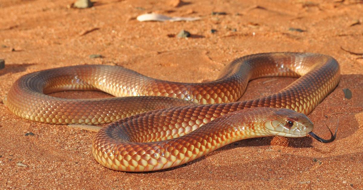 Glimpse of the Mulga Snake, known in the scientific community as Pseudechis australis.