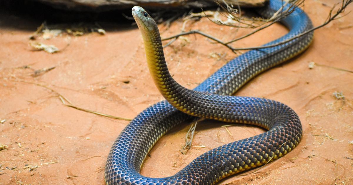 Visual representation of the Mulga Snake, recognized in Indonesia as Ular Mulga.