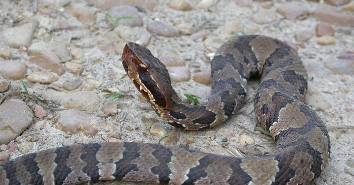 The majestic Moccasin Snake, also called Ular Mokasin in Indonesia, in its glory.