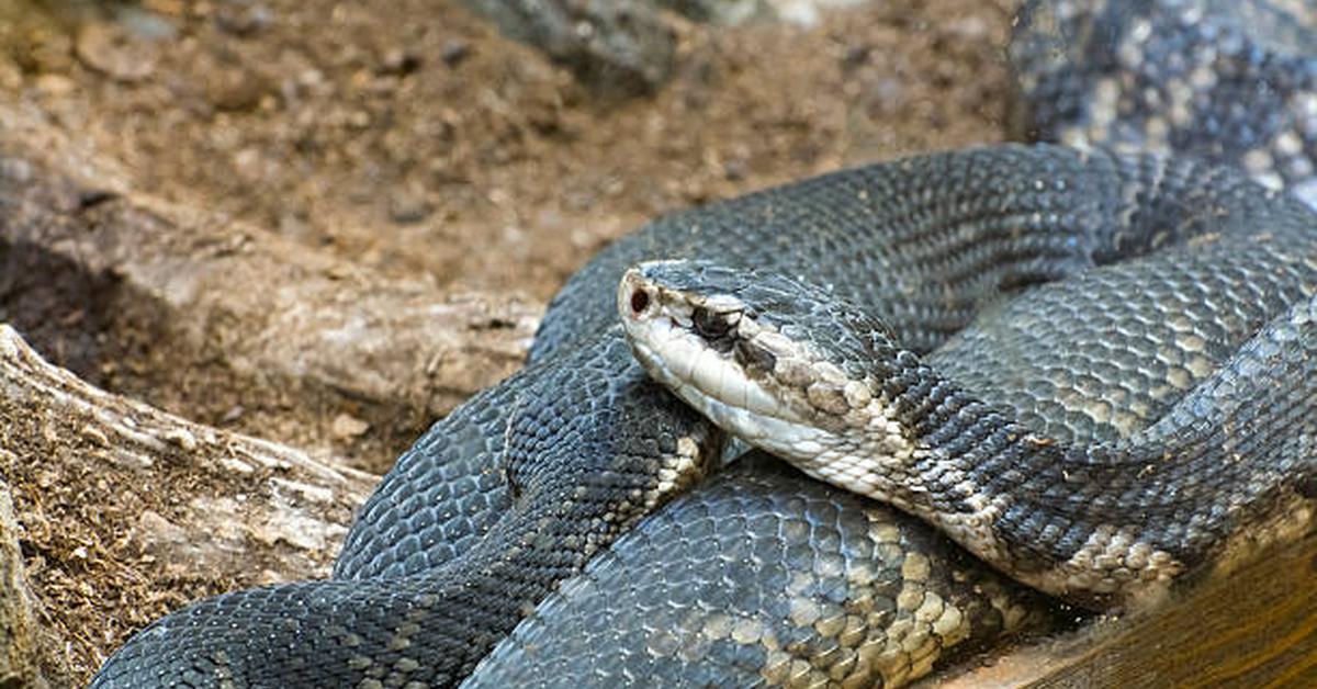 Detailed shot of the Moccasin Snake, or Agkistrodon piscivorus, in its natural setting.