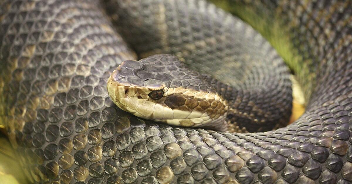 Unique portrayal of the Moccasin Snake, also called Ular Mokasin in Bahasa Indonesia.