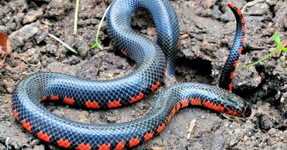 Vibrant snapshot of the Mud Snake, commonly referred to as Ular Lumpur in Indonesia.