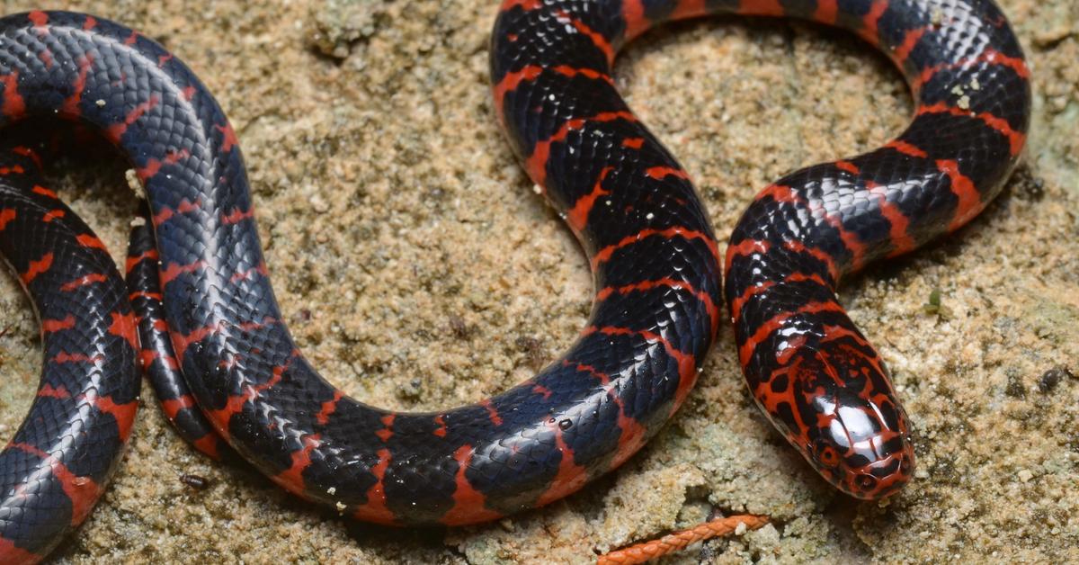 The majestic Mud Snake, also called Ular Lumpur in Indonesia, in its glory.