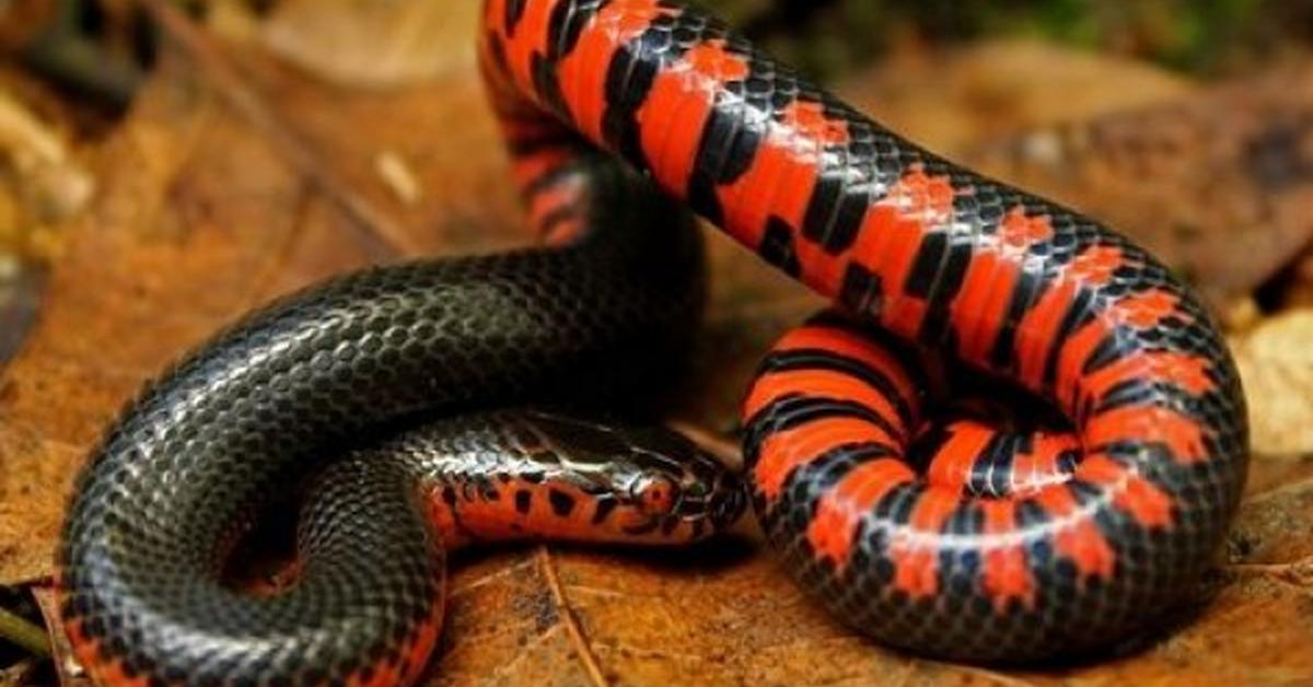 The Mud Snake, a species known as Farancia abacura, in its natural splendor.