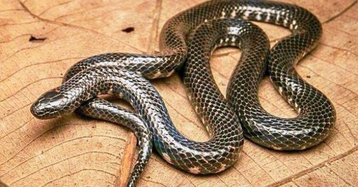 Captured elegance of the Mud Snake, known in Indonesia as Ular Lumpur.