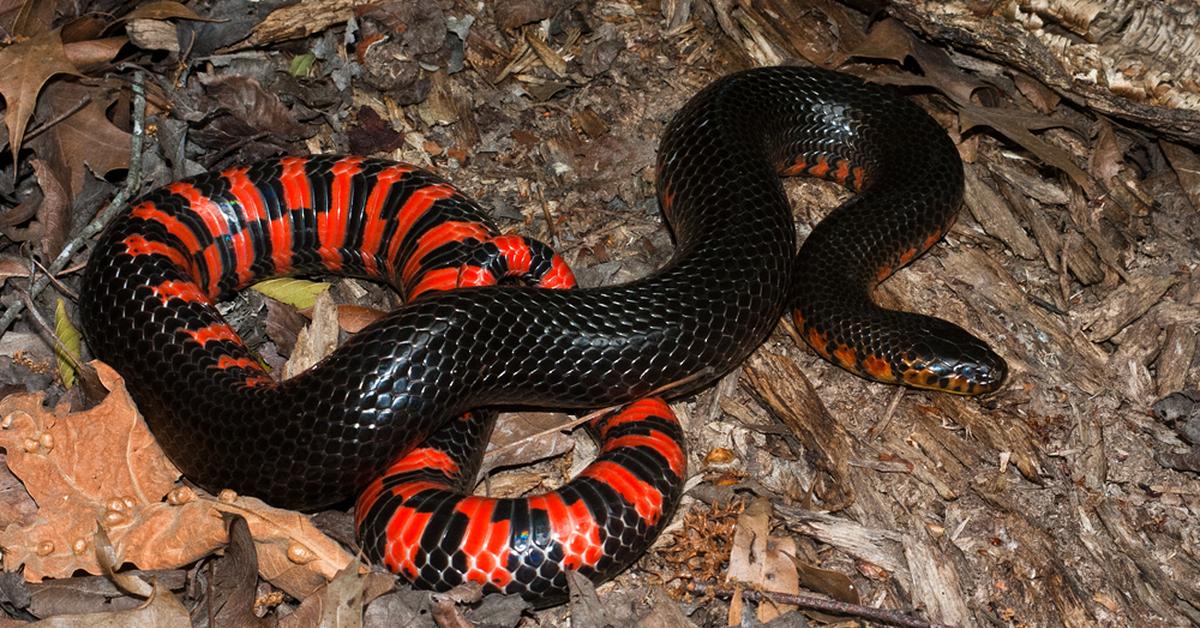 The Mud Snake, a species known as Farancia abacura, in its natural splendor.