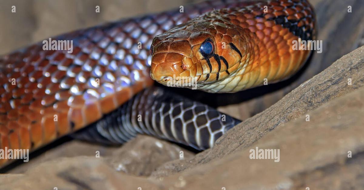 Captivating view of the Mussurana Snake, known in Bahasa Indonesia as Ular Mussurana.