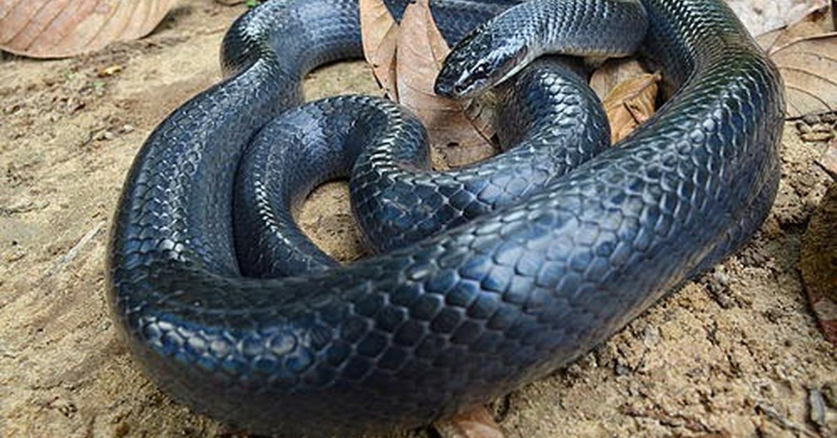 The fascinating Mussurana Snake, scientifically known as Clelia clelia.