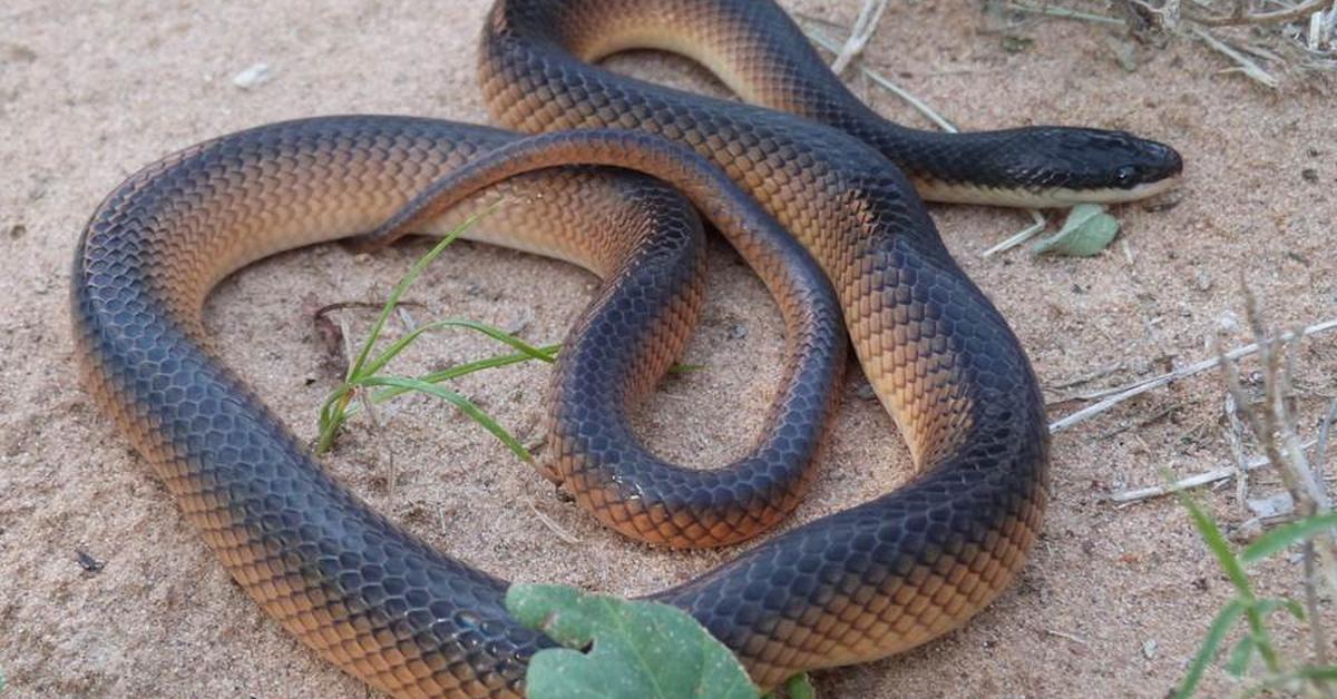 Close-up view of the Mussurana Snake, known as Ular Mussurana in Indonesian.