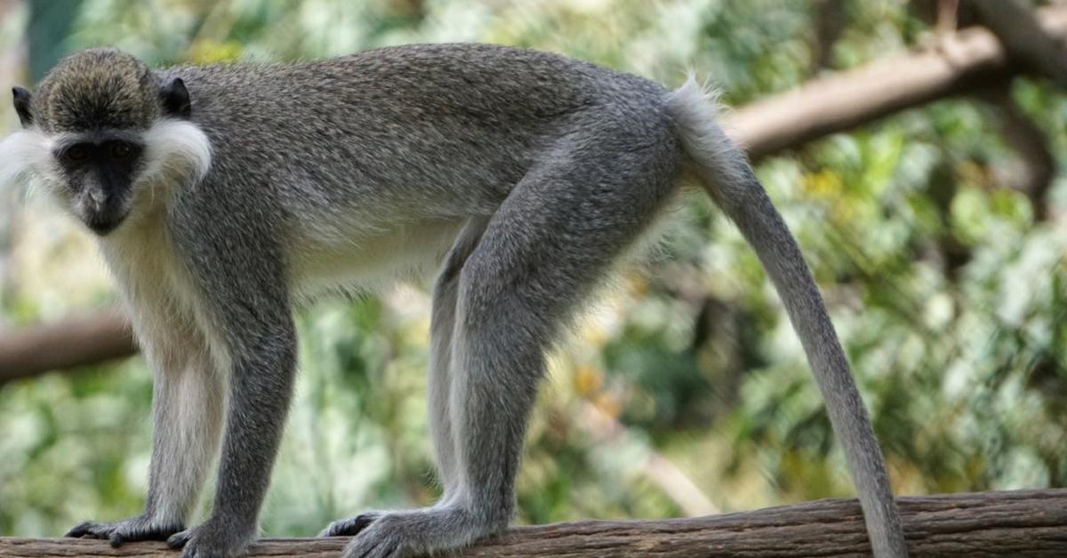 Elegant Macaque in its natural habitat, called Monyet Ekor Panjang in Indonesia.