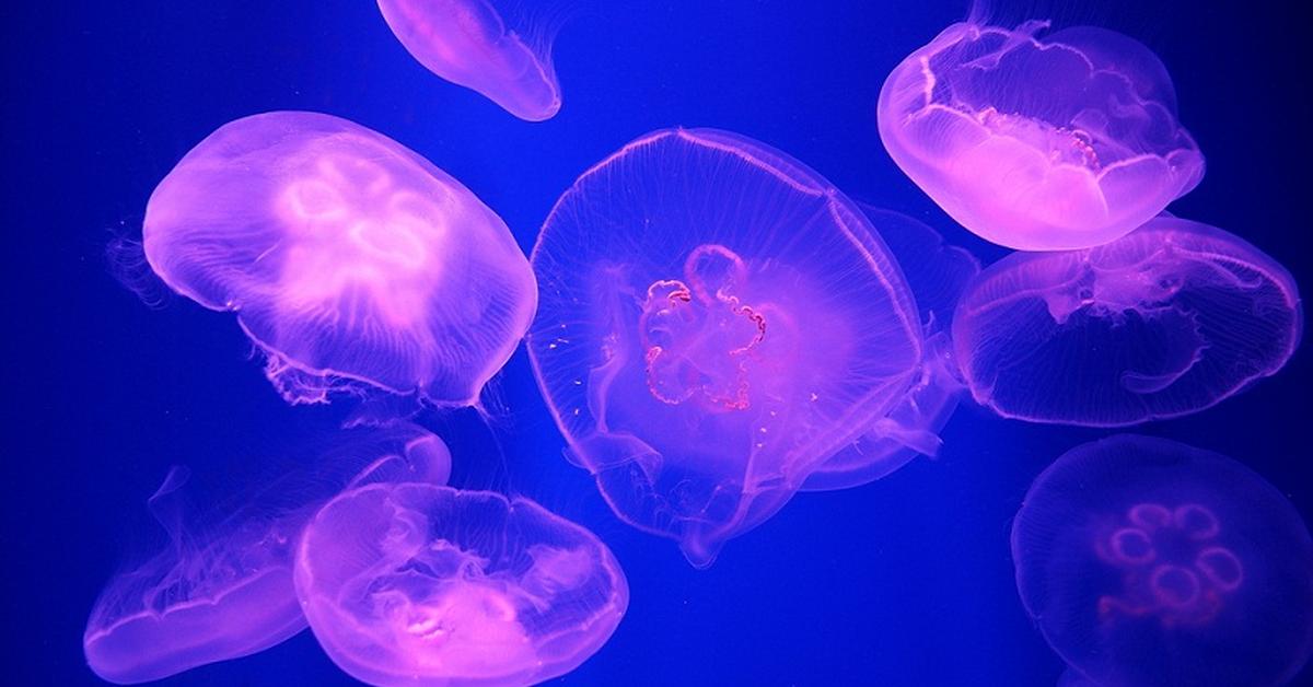 Unique portrayal of the Moon Jellyfish, also called Ubur-ubur Bulan in Bahasa Indonesia.