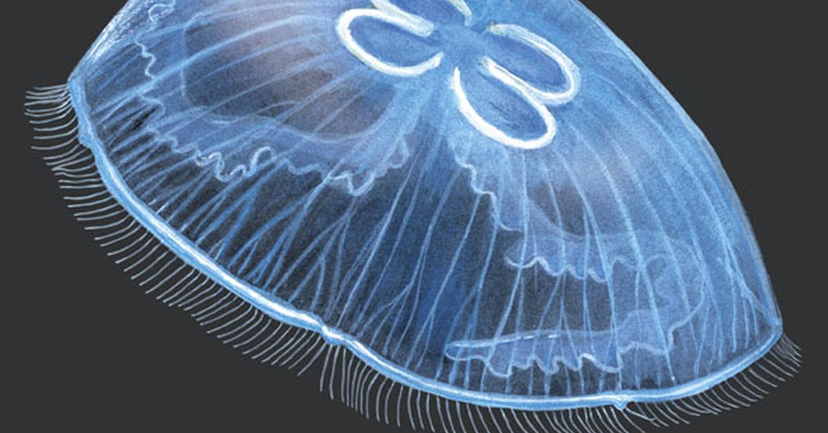 Elegant portrayal of the Moon Jellyfish, also known as Aurelia aurita.