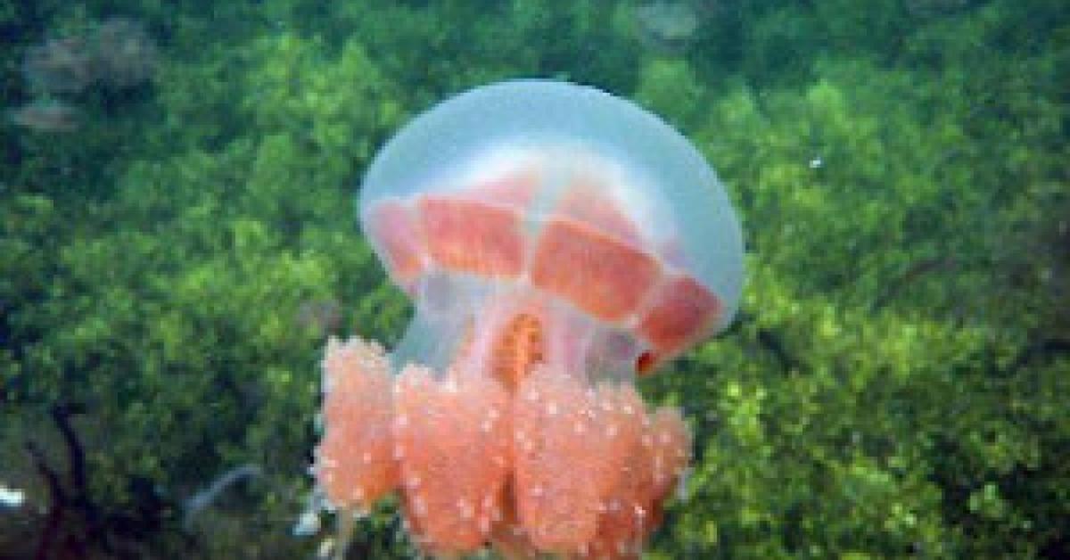 Visual representation of the Moon Jellyfish, recognized in Indonesia as Ubur-ubur Bulan.