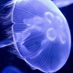 Close encounter with the Moon Jellyfish, scientifically called Aurelia aurita.