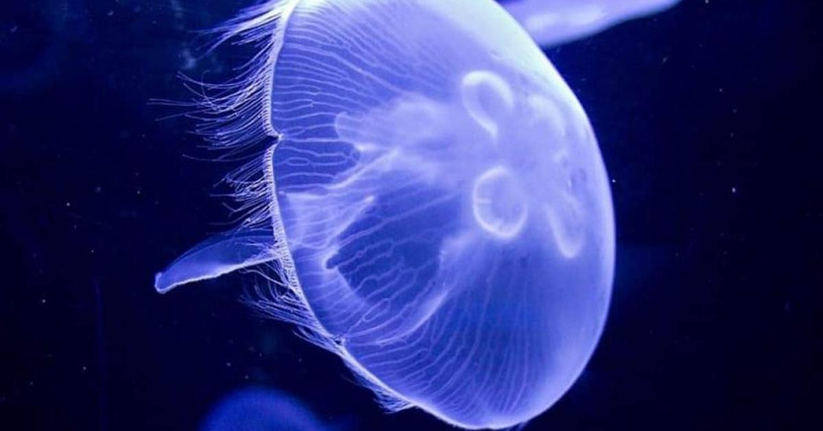 Close encounter with the Moon Jellyfish, scientifically called Aurelia aurita.