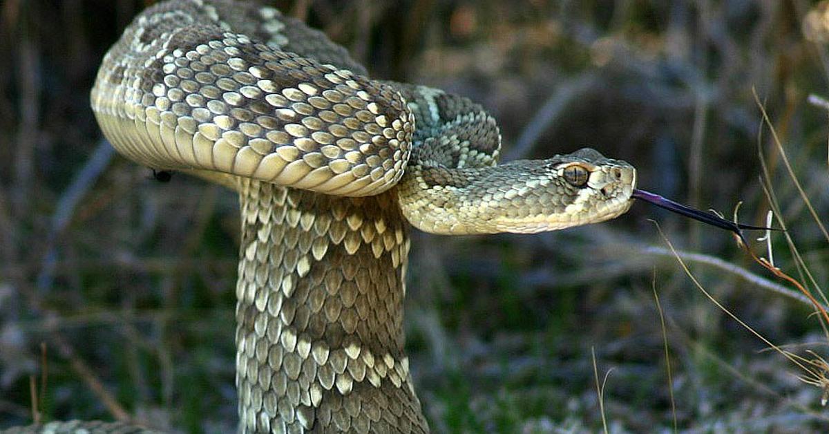 Stunning image of the Mojave Rattlesnake (Crotalus scutulatus), a wonder in the animal kingdom.