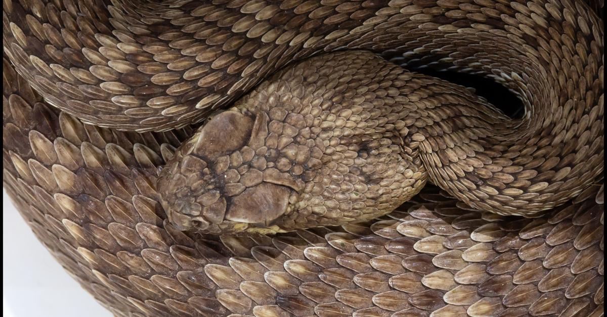 Glimpse of the Mojave Rattlesnake, known in the scientific community as Crotalus scutulatus.