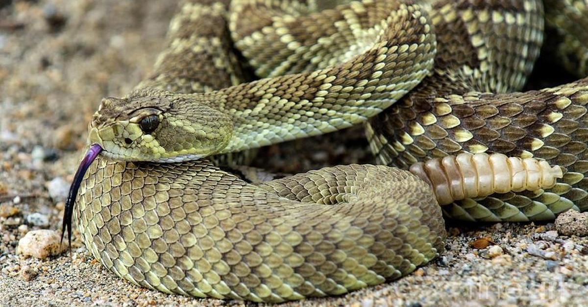 Graceful Mojave Rattlesnake, a creature with the scientific name Crotalus scutulatus.