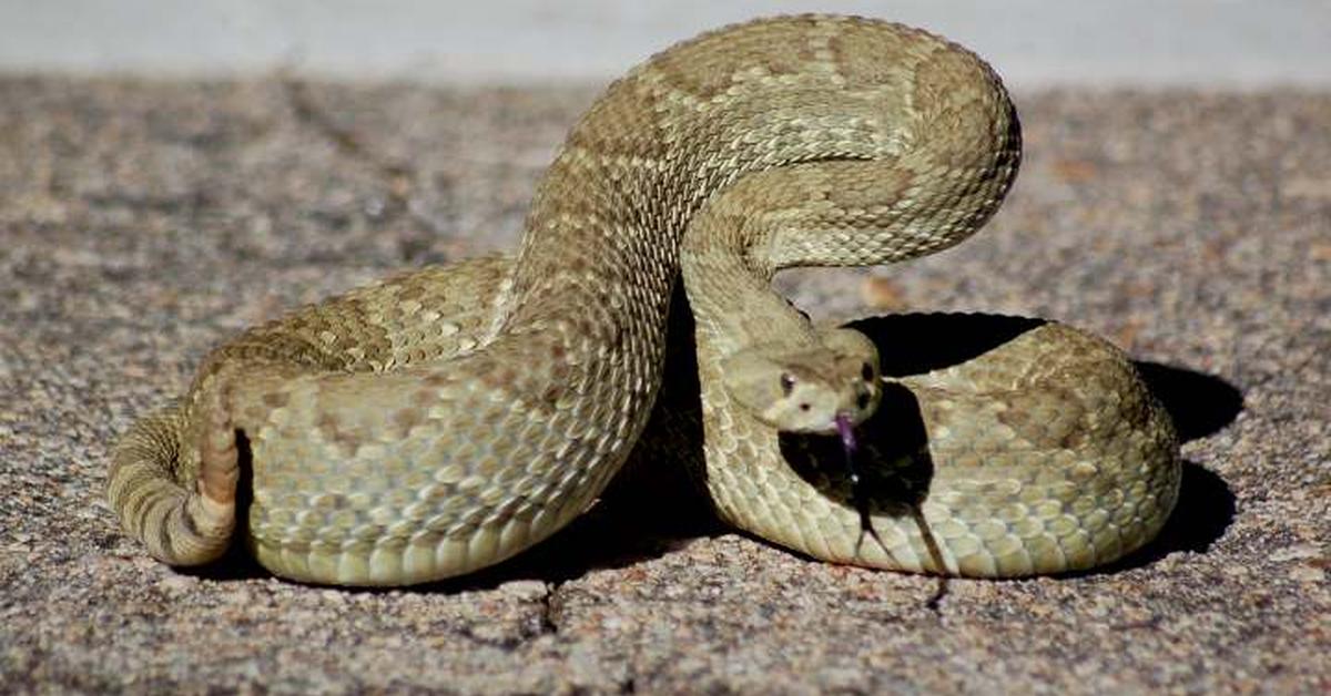 Exquisite image of Mojave Rattlesnake, in Indonesia known as Ular Berbisa Mojave.