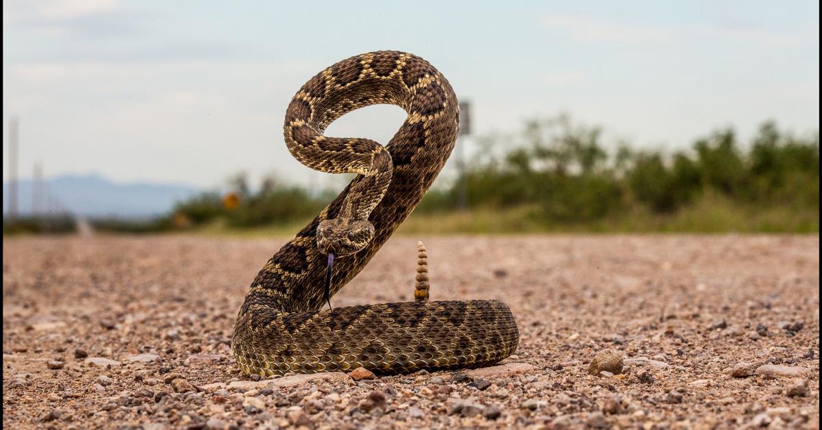 Captured moment of the Mojave Rattlesnake, in Indonesia known as Ular Berbisa Mojave.