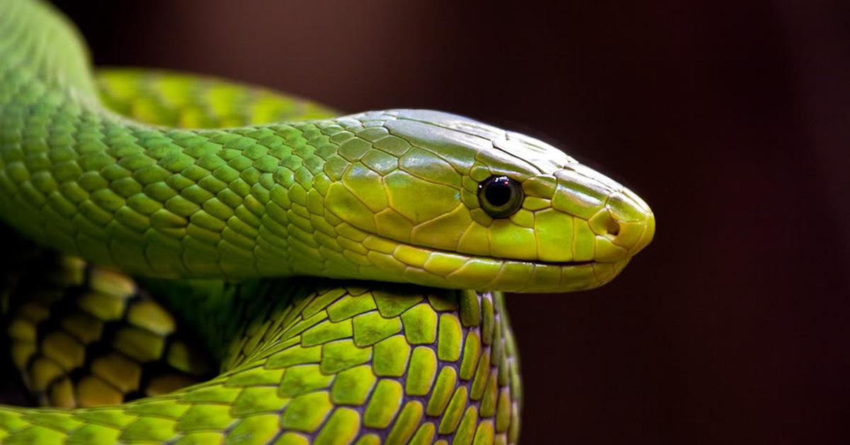 Close-up view of the Mamba, known as Mamba in Indonesian.