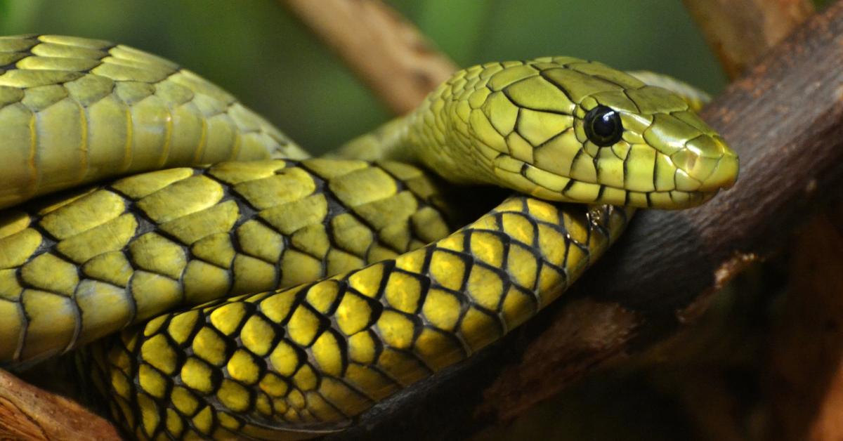 Engaging shot of the Mamba, recognized in Indonesia as Mamba.