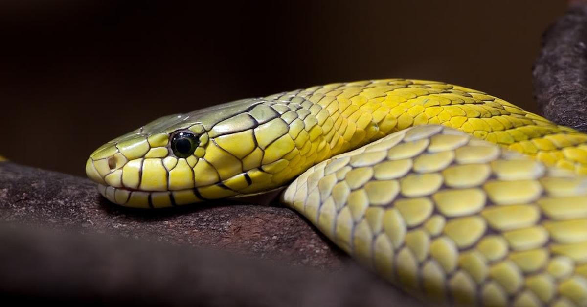 Captured elegance of the Mamba, known in Indonesia as Mamba.