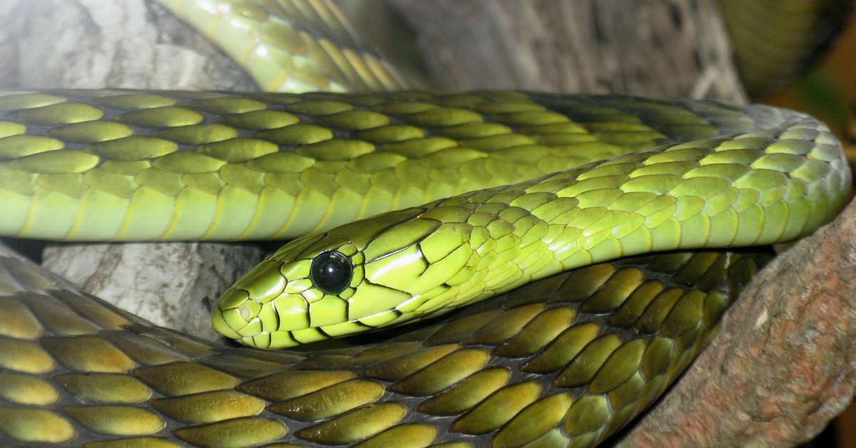 Engaging shot of the Mamba, recognized in Indonesia as Mamba.