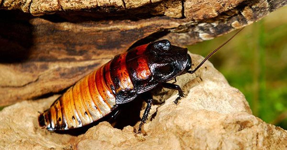 Engaging shot of the Madagascar Hissing Cockroach, recognized in Indonesia as Kecoa Sisir Madagaskar.