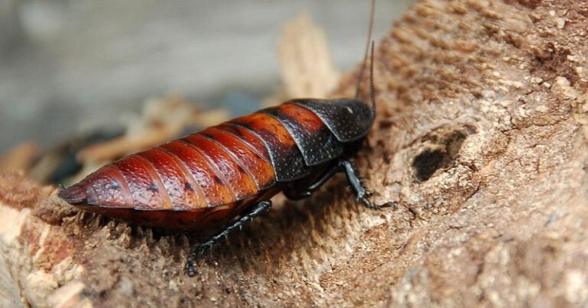 Engaging shot of the Madagascar Hissing Cockroach, recognized in Indonesia as Kecoa Sisir Madagaskar.