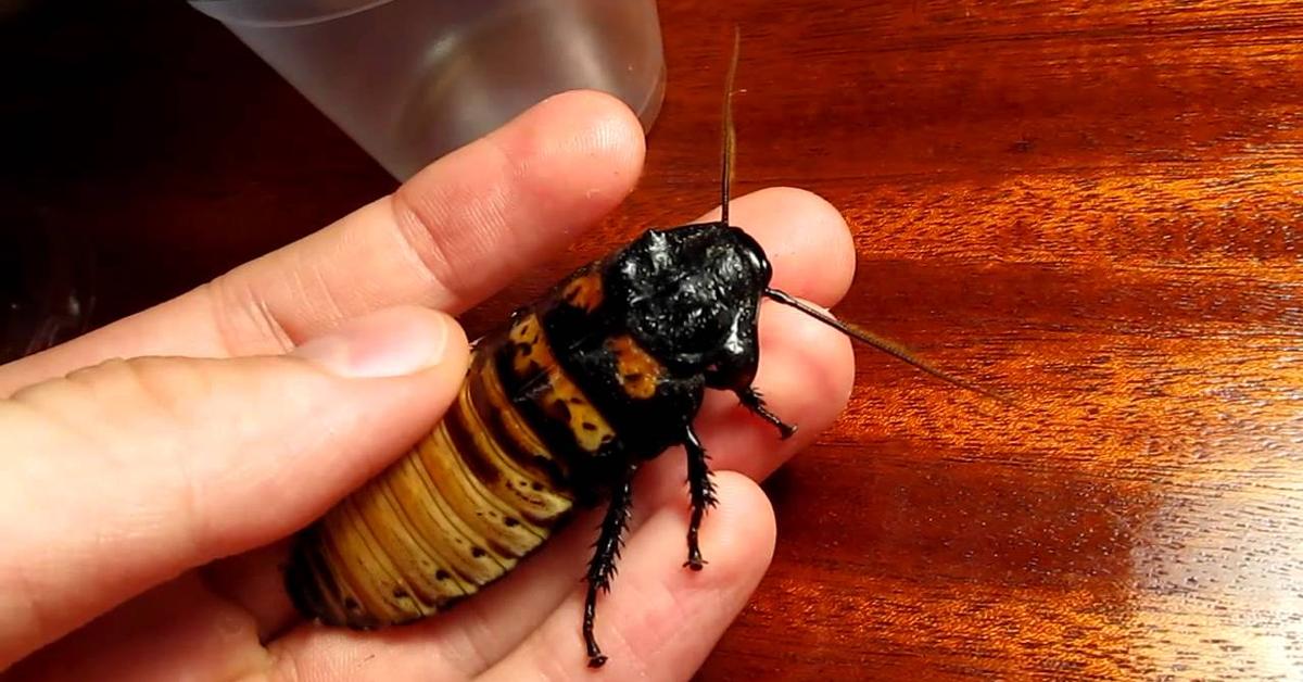 Captivating shot of the Madagascar Hissing Cockroach, or Kecoa Sisir Madagaskar in Bahasa Indonesia.