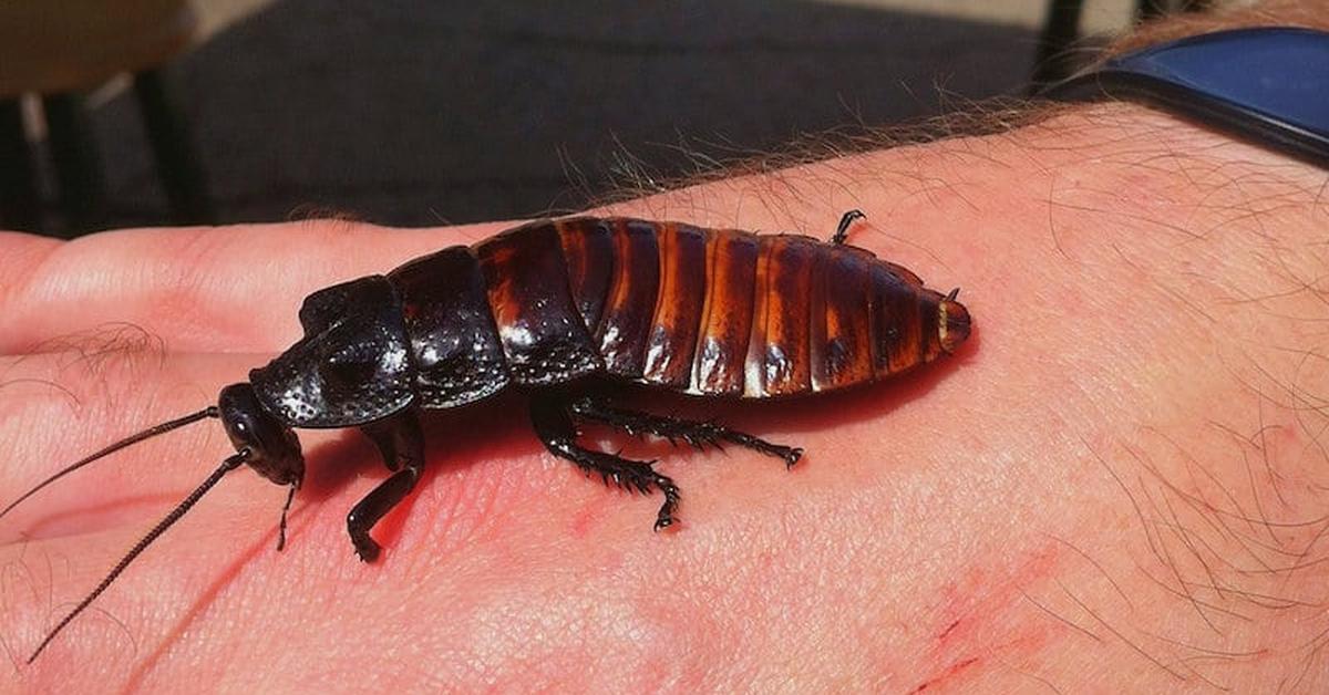 Portrait of a Madagascar Hissing Cockroach, a creature known scientifically as Gromphadorhina portentosa.