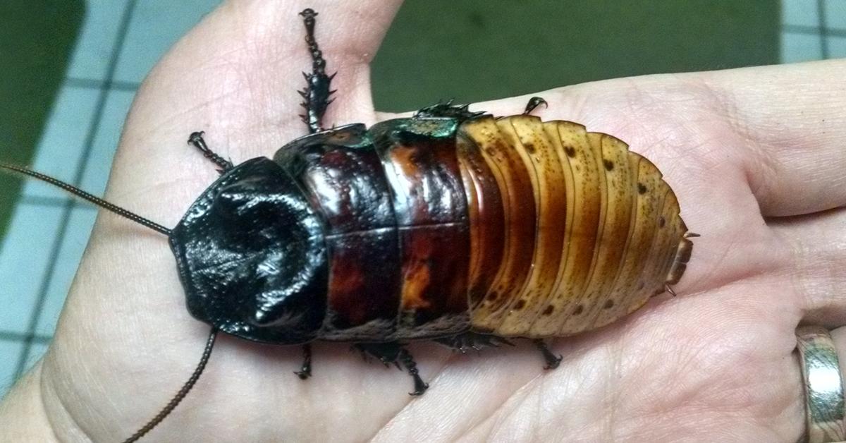 Enchanting Madagascar Hissing Cockroach, a species scientifically known as Gromphadorhina portentosa.