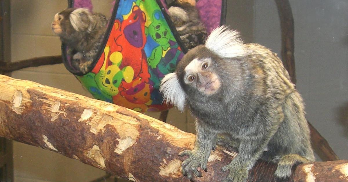 The fascinating Marmoset, scientifically known as Callihrix jacchus.