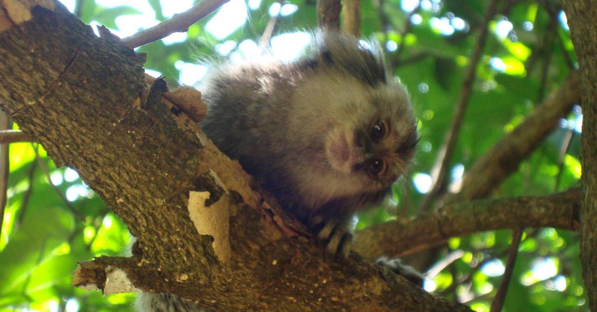 A beautiful representation of the Marmoset, scientifically Callihrix jacchus.