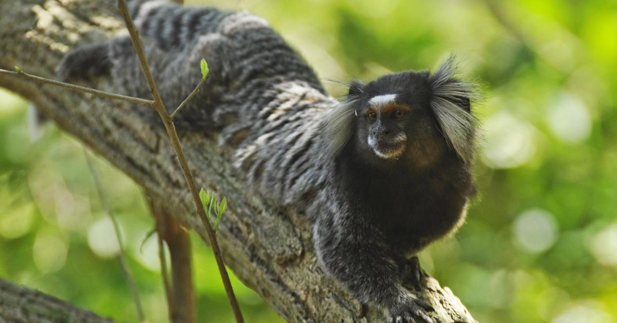 Distinctive Marmoset, in Indonesia known as Marmoset, captured in this image.