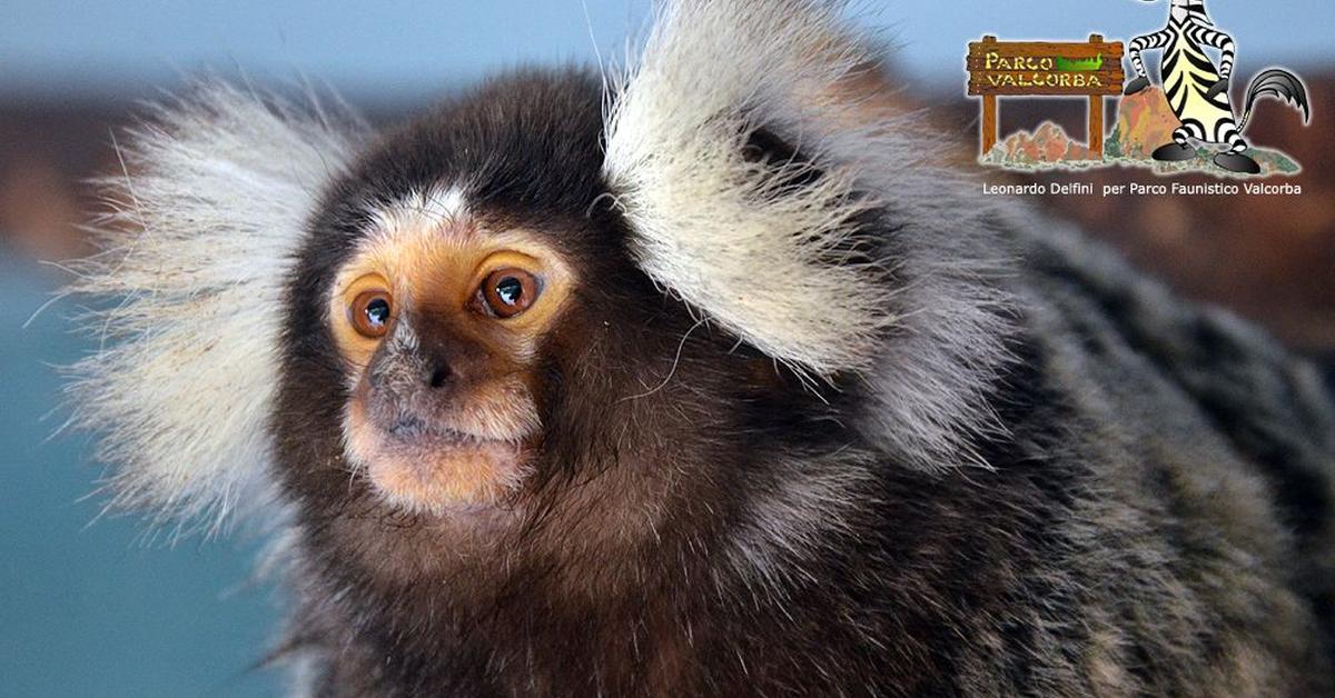 The alluring Marmoset, commonly referred to as Marmoset in Bahasa Indonesia.