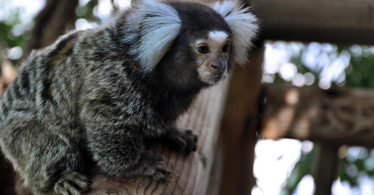 Image of the Marmoset (Callihrix jacchus), popular in Indonesia as Marmoset.