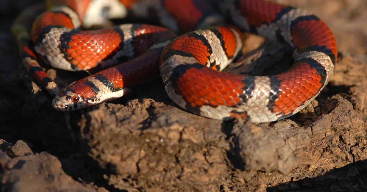 The remarkable Milk Snake (Lampropeltis triangulum), a sight to behold.