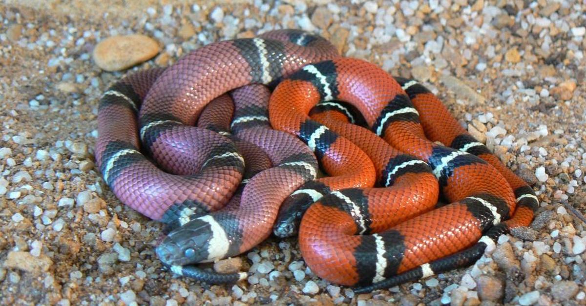 Captivating view of the Milk Snake, known in Bahasa Indonesia as Ular Susu.