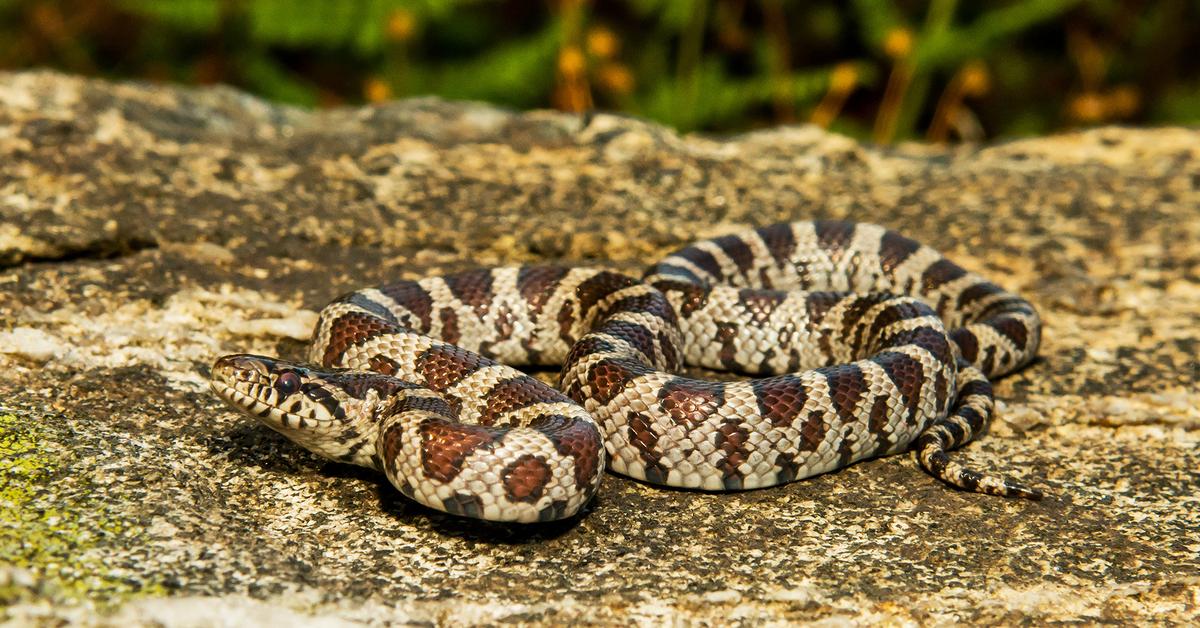 The elegant Milk Snake (Lampropeltis triangulum), a marvel of nature.