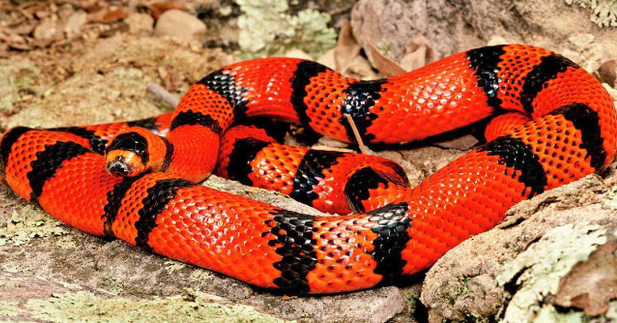 Graceful Milk Snake, a creature with the scientific name Lampropeltis triangulum.