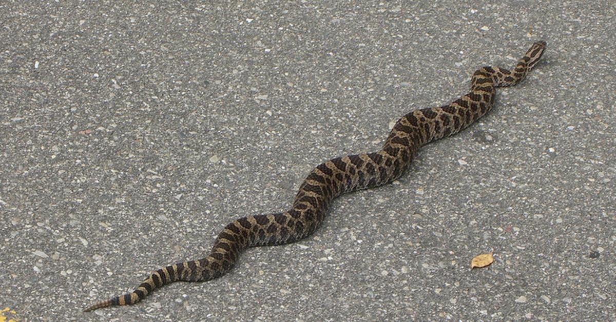 Graceful Massasauga, a creature with the scientific name Sistrurus catenatus.