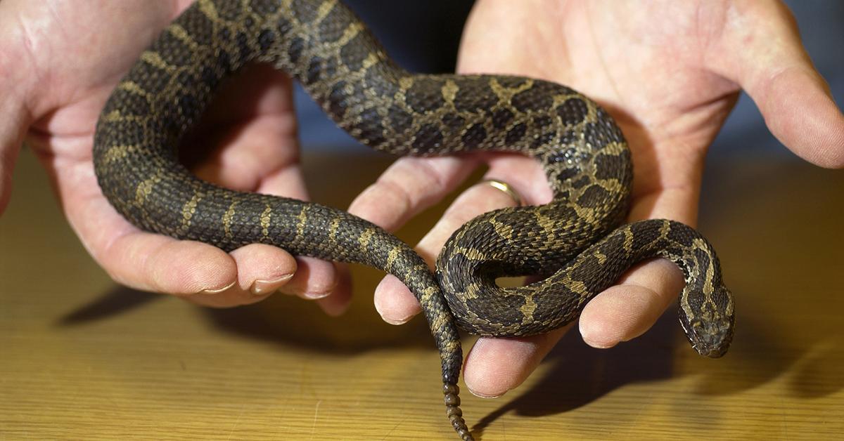 Natural elegance of the Massasauga, scientifically termed Sistrurus catenatus.